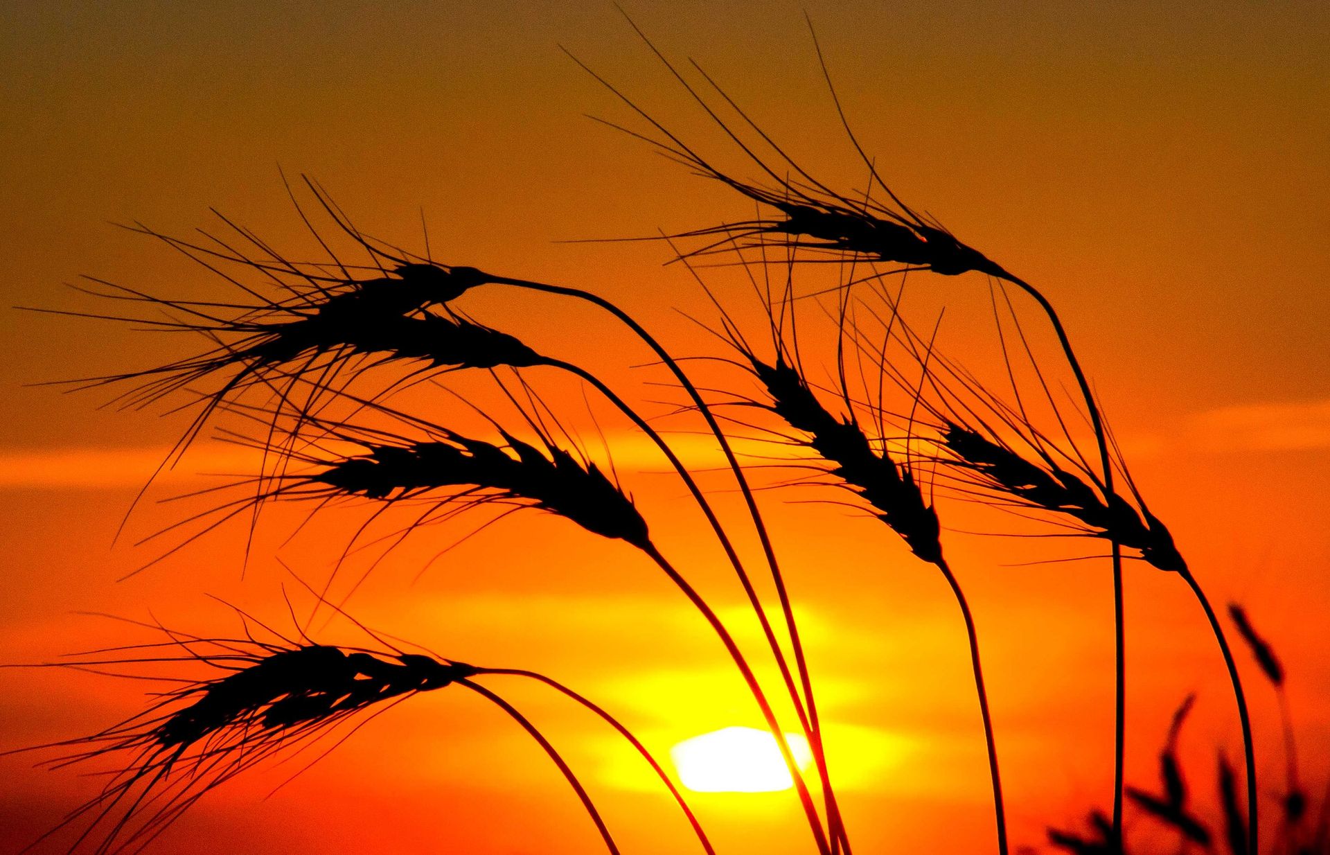 Wheat Sunset