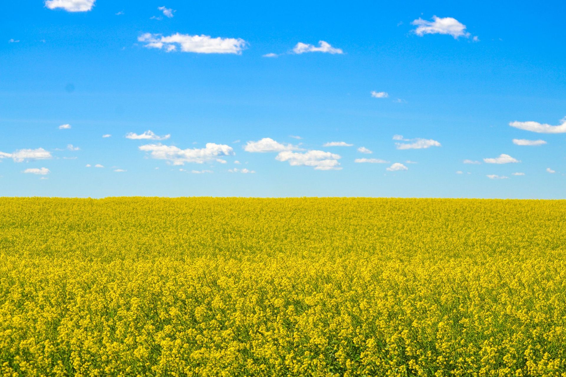 Canola field